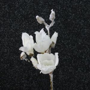 Magnole beschneit