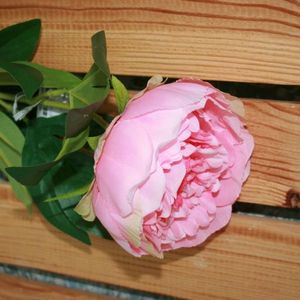 Pfingsrose rosa