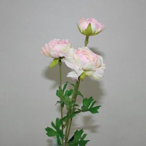 Ranunkel-Zweig rosa