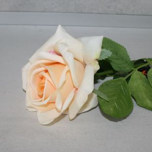 Rose creme Seide