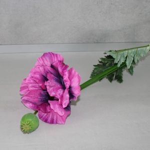 Mohn violett