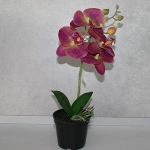 Orchidee violett