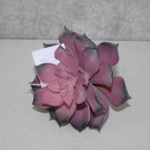 Sukulente Echeveria