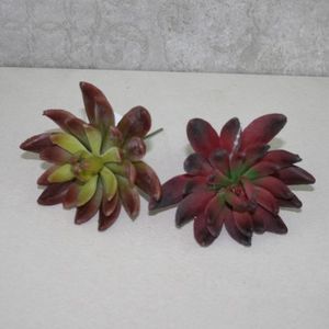 Sukulente Echeveria