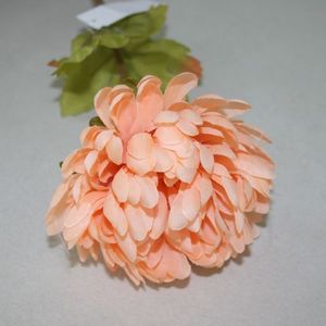Chrysantheme apricot