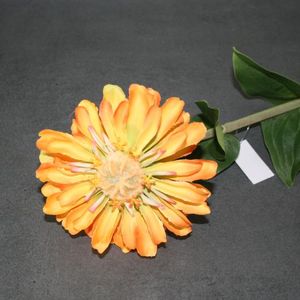 Zinnie orange