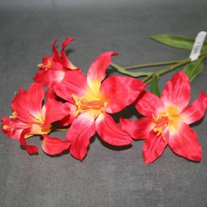 Lilie rot