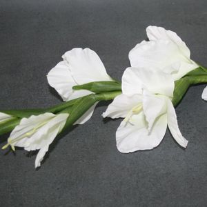 Gladiole weiss
