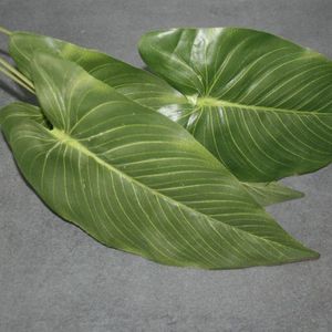 Blatt Anthurium
