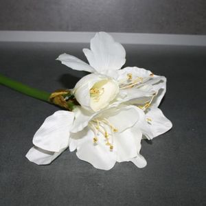 Amaryllis creme